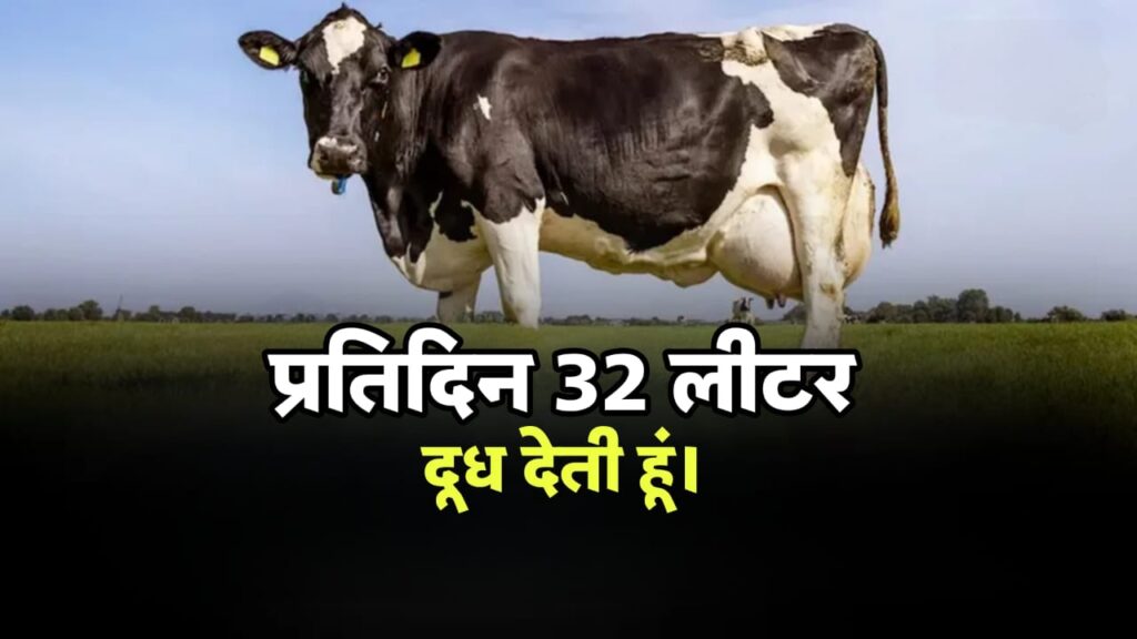 Desi cow milk record