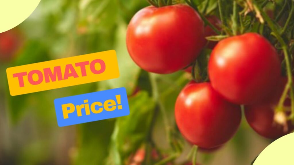 Tomato Price Hike